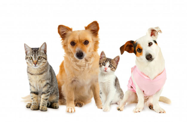 Adopt A Pet Greenville Humane Society Greenville Sc